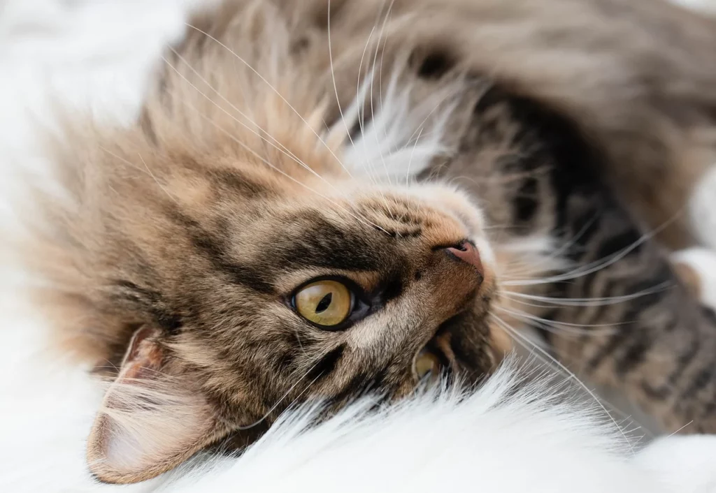 Chat sur un coussin blanc